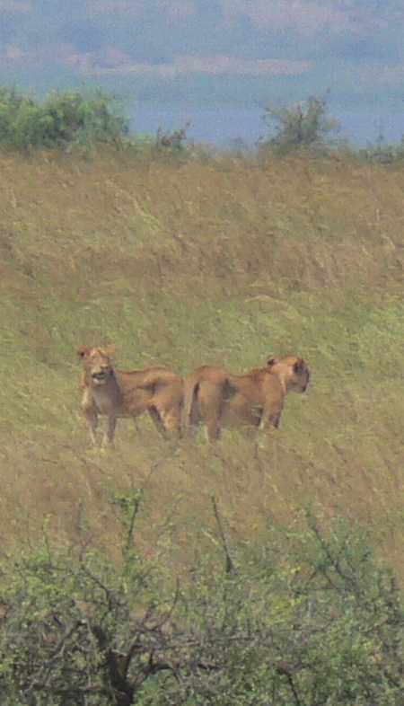 Murchison Falls NP, lions
